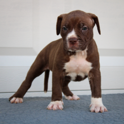 chocolate brindle american bully xl puppy