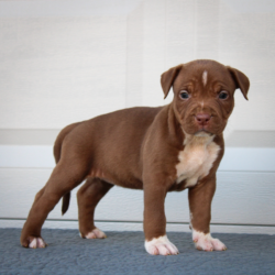 chocolate bully xl puppy for sale