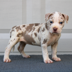 chocolate merle xl american bully puppies