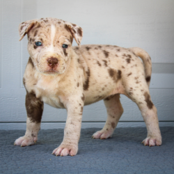 lilac merle bully xl puppy near me