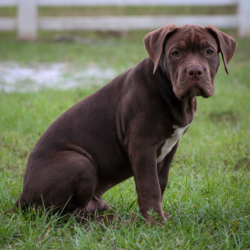 american bully puppies for sale chocolate
