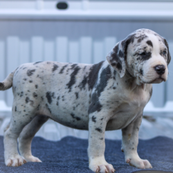 blue merle xl bully puppy for sale near me