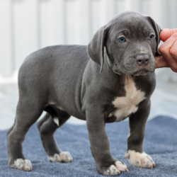 blue xl american bully puppies for sale