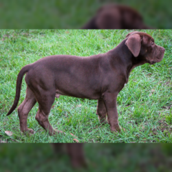 bully puppies for sale chocolate
