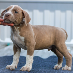 champagne bullies for sale