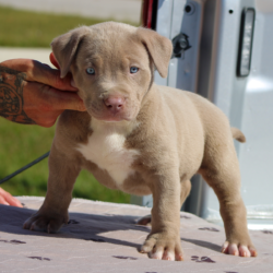 champagne fawn american bullies for sale florida