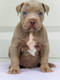 champagne fawn american bullies near me