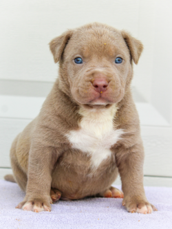 champagne fawn american bullies puppies near me