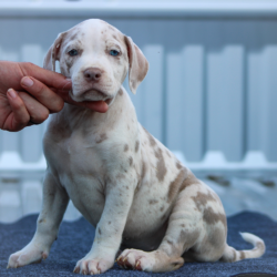champagne merle american bully for sale