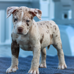 chocolate merle america bully pitbull puppies