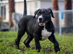 black american bully puppies for sale