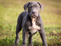 blue xl pitbulls for sale