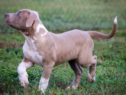 champagne xl bullies for sale
