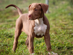 chocolate american bully puppies for sale