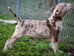 chocolate merle xl american bully puppies for sale