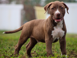 rednose pitbulls for sale