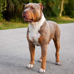 BOB's Bullet is a lilac tri American Bully XL stud dog produced by FL XL Bully breeders