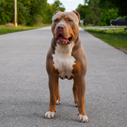 Bullet is a lilac tri color XL Bully stud dog owned and produced by Big O Bullies of FL