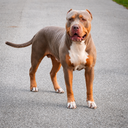 Bullet is a lilac tricolor XL Bully stud produced by Big O Bullies of FL