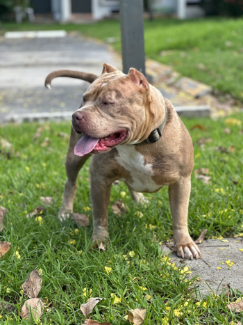 This is a lilac merle xl american bully dog located in Florida by XL Bully breeders
