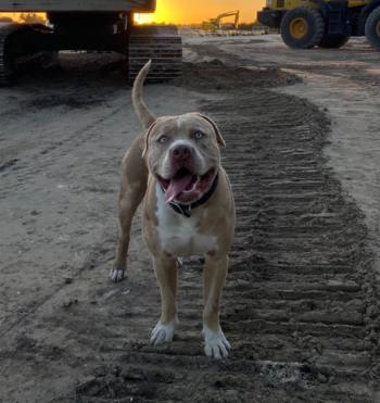 This is a lilac merle xl bully dog produced by BigOBullies of Florida