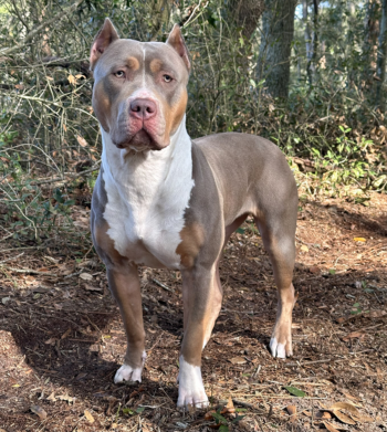 a flashly lilac tri xl american bully who is a fit bully and a lean xl bully