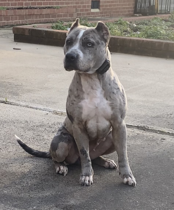 blue merle xl bullies for sale florida