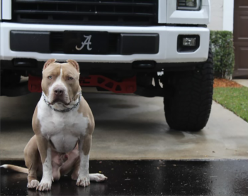 champagne xl bullies for sale near me georgia