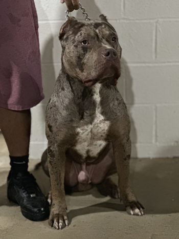 chocolate merle xl american bully dog male