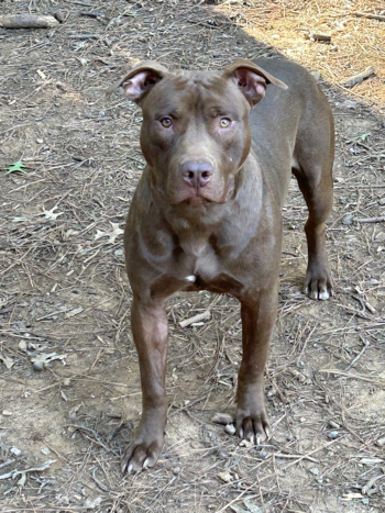 chocolate xxl pitbulls breeders near me in georgia