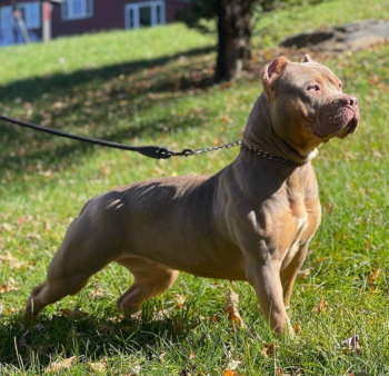 ghost lilac tri xl american bully female dog