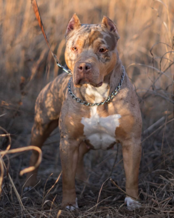 lilac merle tri american bully xl very fit and muscle frame