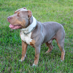lilac tri fit american bullies for sale near me georgia