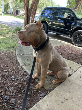 nice lilac tri xl bully dog male located in kentucky