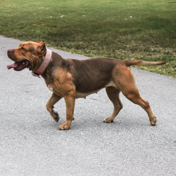 Bayou Blood Kennels Allison creeping tri smut American Bully XL