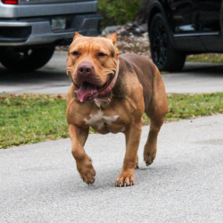 Bayou Blood Kennels Allison is a fit and muscular lean sable XXL Pitbull of Florida