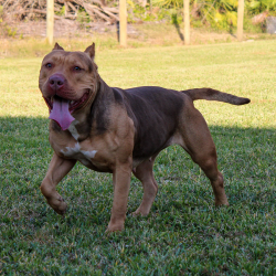 Bayou Blood Kennels Allison is a fit and muscular lean sable XXL Pitbull of Florida. Genetically she is chocolate tri.