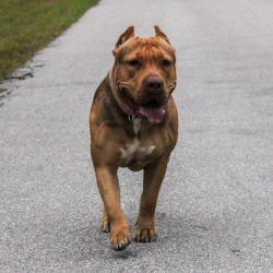 Bayou Blood Kennels Allison is a sable xxl pitbull fit and muscular XL bullies of Florida