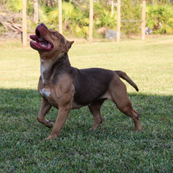 Bayou Blood Kennels Allison is a sable xxl pitbull fit and muscular