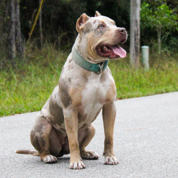 Big O Falcon is a lilac tri merle XL Pitbull Bully dog. Fit and active.