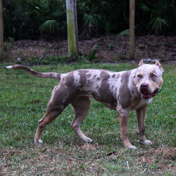 Big O Falcon is a lilac tri merle XL Pitbull XL Bully. Muscular Bully breeders.
