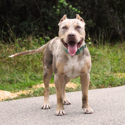 Big O Falcon is a lilac tri merle muscular and fit XL Pitbull Bully dog