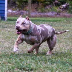 Big O Falcon is a muscular and fit lilac tri merle XL Pitbull Bully dog