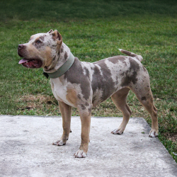 Big O Falcon is a muscular and fit lilac tri merle XLBully from Florida XL American Bully breeders