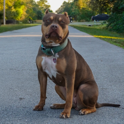 Big O Rebel is a chocolate tri American Bully XL Pitbull style located in southwest Florida