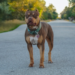 Big O Rebel is a chocolate tri Bully XL Pitbull style located florida