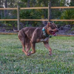 Big O Rebel is a chocolate tri XL Bully who is lean and fit, like a Pitbull