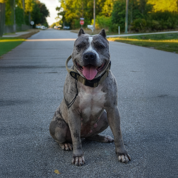 Big O Bullies Grace is a female blue merle Pitbull style XL American Bully in Florida