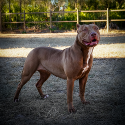 Big O Bullies Taz is a chocolate XL Pitbull style Bully owned by FL Bully breeders