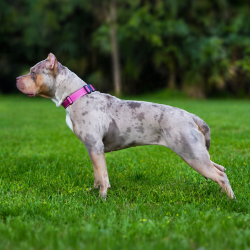 BOB's Lainey is a big, fit, muscular Pitbull-style XL Bully female who is lilac tri merle. Produced by Big O Bullies of Florida. American Bully breeders.